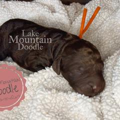 Australian Labradoodle, Double Doodle, Goldendoodle, and Labradoodle Puppies from Lake Mountain Doodle