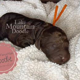 Australian Labradoodle, Double Doodle, Goldendoodle, and Labradoodle Puppies from Lake Mountain Doodle