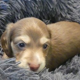 Girl 1 - female Dachshund puppy in Plant City, Florida from Oakley's Dachshund Ranch