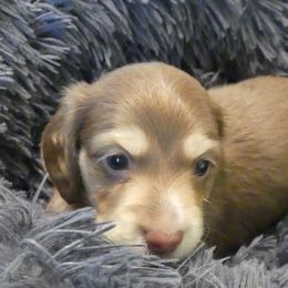 Girl 1 - female Dachshund puppy in Plant City, Florida from Oakley's Dachshund Ranch