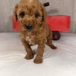 Santa - Red  male Goldendoodle puppy in Luana, Iowa from Country View Bernedoodles and Goldendoodles