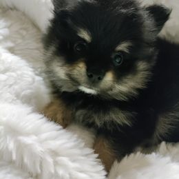 Pomeranian Puppies from Cutie Poms