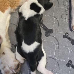 Mrs. Rabbit - Black white and brown female Basset Hound puppy in Valley, Washington from Enchanted Valley Paws