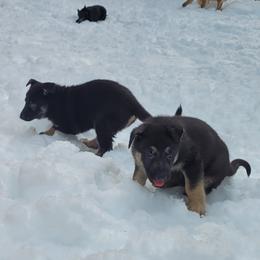 German Shepherd Puppies from Levesques German Shepherds