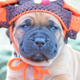 Teal Collar Girl - Fawn female Boerboel puppy in Lubbock, Texas from Bushido Boerboels