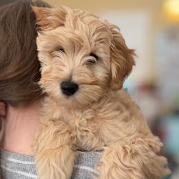 Dobby (Orange Collar) - Apricot male Goldendoodle puppy in Portland, Oregon from Smith Family Doodles