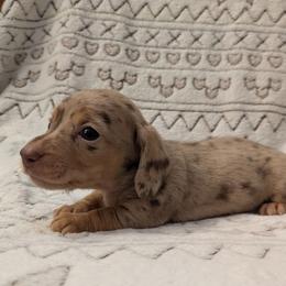Dachshund Puppies from High Desert Doxies