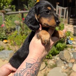 Girl 2 - Black and tan female Dachshund puppy in Santa Rosa, California from Signature Mini Dachshunds