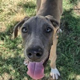 Gizmo - Fawn male Great Dane puppy in Cunningham, Kansas from Garden Grove Great Danes