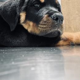 Rottweiler Puppies from Vom Arnold-Hause Rottweilers