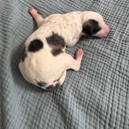 Boy 3 - Blue male Borzoi puppy in Texas from Houston Borzoi