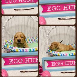 Golden Retriever Puppies from McAbee Pups - Golden Retrievers