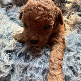 Dark red girl - Red  female Poodle puppy in Burien, Washington from South Sound Doodles
