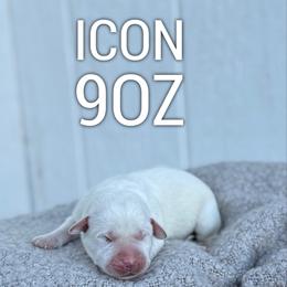 Icon - Yellow male Labrador Retriever puppy in Puyallup, Washington from 12 Door Farm Labradors