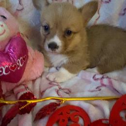 Girl 5 - Red female Pembroke Welsh Corgi puppy in Tucson, Arizona from Sierrita Mountain Corgis