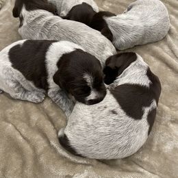 Wirehaired Pointing Griffon Puppies from High Point Griffons