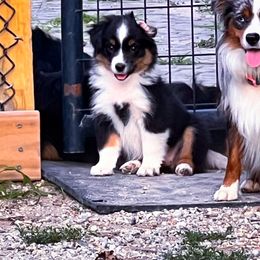 Miniature American Shepherd and Toy Australian Shepherd Puppies from Fifth Avenue Australian Shepherds