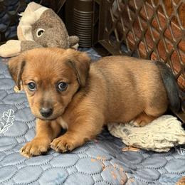 American Hunt Terrier Puppies from Paradise bay hunt terriers