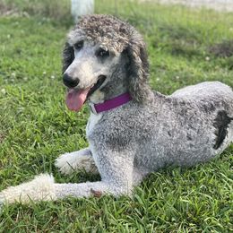 Remi - Poodle