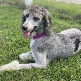 Remi - Poodle