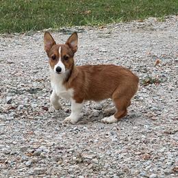 KM F1 - Sable female Pembroke Welsh Corgi puppy in Stockton, Iowa from Infinity Corgis