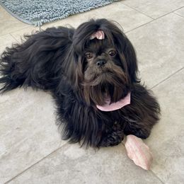 Chanel - Shih Tzu