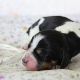 Ridge - Tri-Roan male English Springer Spaniel puppy in Winfield, Tennessee from Murphy Farms and Springers