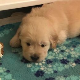Golden Retriever Puppies from Heartstone Goldens