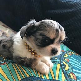 Chihuahua Puppies from Chilove Chihuahuas