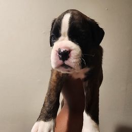Boxer Puppies from Von Di Ludus