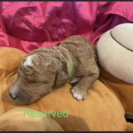 Girl 4 - Red  Poodle puppy in Pensacola, Florida from Frida Farms