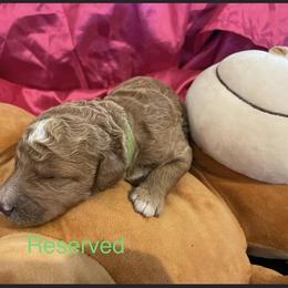 Girl 4 - Red  Poodle puppy in Pensacola, Florida from Frida Farms