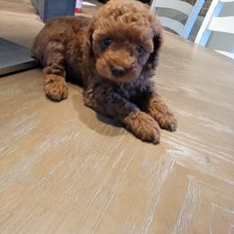 Poodle Puppies from Shawna