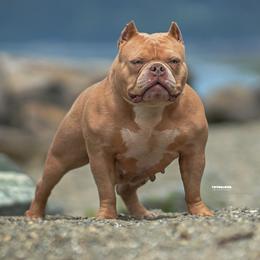 Kush - Fawn female American Bully puppy in Puyallup, Washington from Gamer Bullyz
