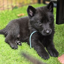 Light blue collar - Black female German Shepherd puppy in Commerce, Georgia from Adams K9