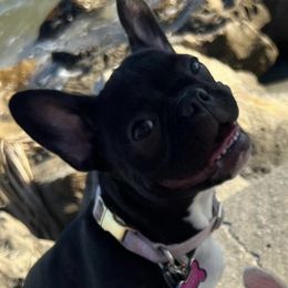 French Bulldogs from Killer Frenchies