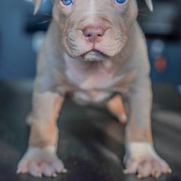 Brazil - Lilac tri-color male American Bully puppy in Frederick, Maryland from EastSideMarky