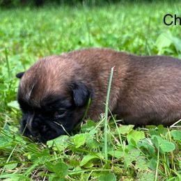 Boxer Puppies from Von Royal Dell’Infinite