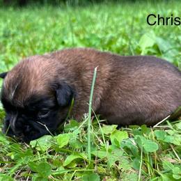 Boxer Puppies from Von Royal Dell’Infinite