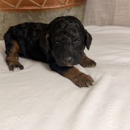 Holly - Phantom female Goldendoodle puppy in Luana, Iowa from Country View Bernedoodles and Goldendoodles