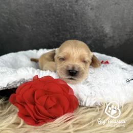 Mary - Cream female Goldendoodle puppy in Utah County, Utah from Big Hearted Breeders