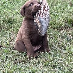 Chesapeake Bay Retriever Puppies from Three Horses Chesapeakes
