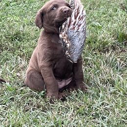 Chesapeake Bay Retriever Puppies from Three Horses Chesapeakes