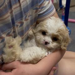 Boy 2 - Blenheim male Cavachon puppy in Smoot, Wyoming from Designer Mountain Mutts
