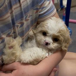 Boy 2 - Blenheim male Cavachon puppy in Smoot, Wyoming from Designer Mountain Mutts
