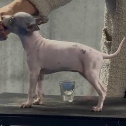 Knight - Black tan and white female American Hairless Terrier puppy in Bates City, Missouri from Bare Wonder