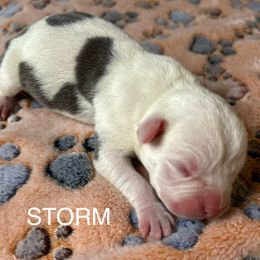 Storm - American Staffordshire Terrier puppy from Josiah Carter