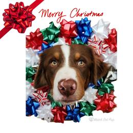 Kitts-Service Dog in Training - Red tri-color male Australian Shepherd puppy in Pittsville, Wisconsin from Match Dot Pup