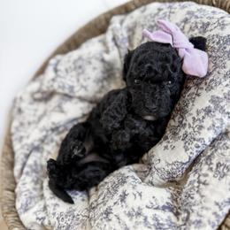 Elle- purple collar girl - Black female Cavapoo puppy in Melbourne, Florida from Space Coast Doodle Co.