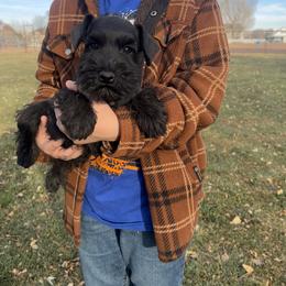 Miniature Schnauzer Puppies from Snowflake Schnauzers